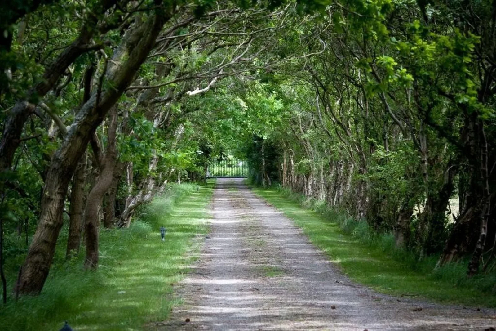Landgoed Schouwse Hoeve, Renesse – laan door het bos