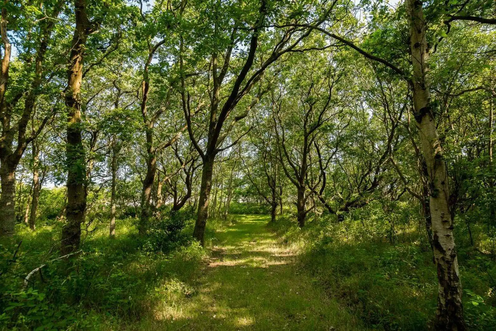 Landgoed Schouwse Hoeve, Renesse – dennenbos